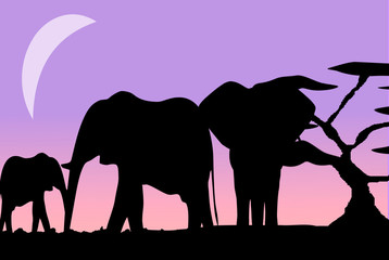 Fototapeta premium Group of Elephants in a Sunrise