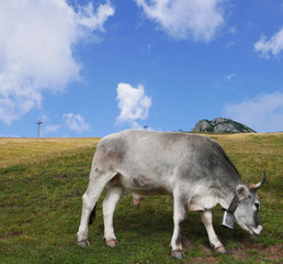 rilassante immagine di solitaria mucca al pascolo in montagna