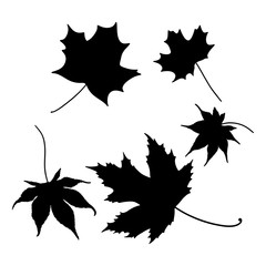 Isolated leaves on the white background. leaves silhouettes. Vector EPS 10.