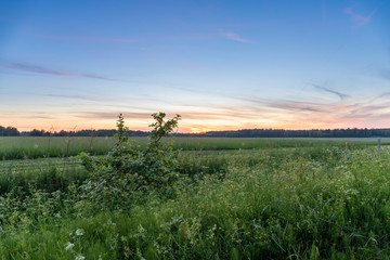 Fototapeta na wymiar The golden glow of sunset with purple streaks over the distant forest. In the foreground, a bush, a field of lush grasses and flowers, a strip of mown grass. Peaceful evening landscape