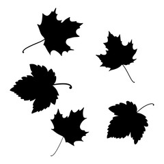Isolated leaves on the white background. leaves silhouettes. Vector EPS 10.