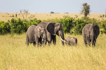 African elephants in the savanna