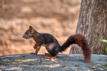 A nice squirrel in a city park