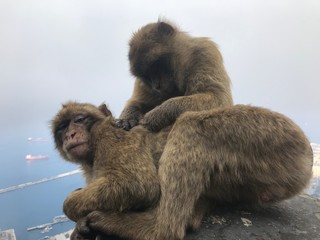 Affe vom Gibraltar