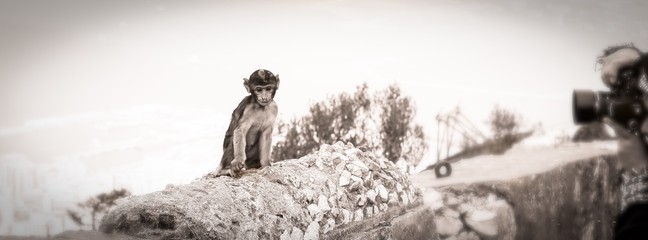Affe