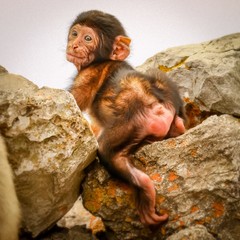 Affe vom Gibraltar