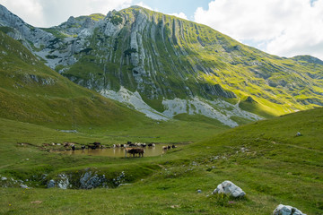 Fototapeta na wymiar Group of cows drinking water from the pond at the bottom of the mountain