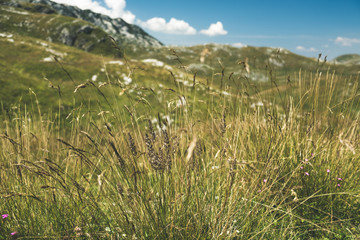 Wild grass growing in the mountain range
