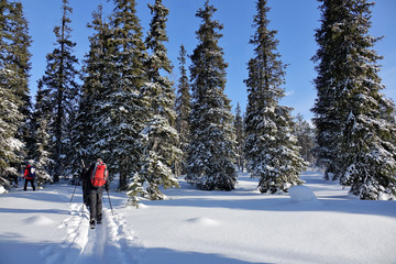 Paysage de la Laponie Finlandaise en hiver