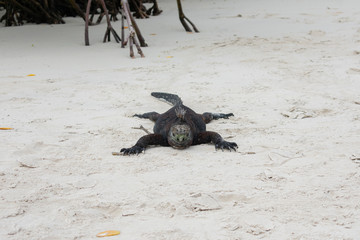 Galapagos Marine Iguanas