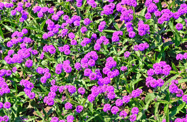 Beautiful view with blooming flowers in the botanical garden