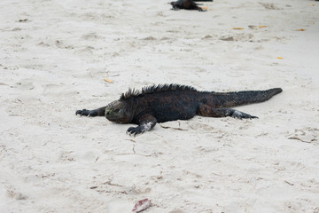 Galapagos Marine Iguanas