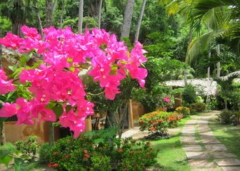 flowers in the garden