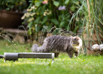 1 year old blue tabby maine coon cat walking on grass next to lawn sprinkler water fountain outdoors in the garden