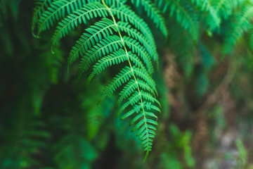 Green fern next to the road in mountain forest