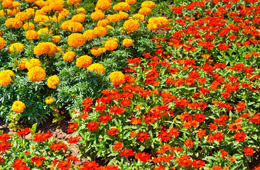 Beautiful view with blooming flowers in the botanical garden
