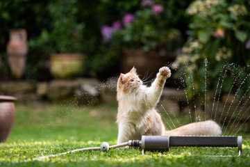 1 year old cream tabby ginger maine coon cat playing with lawn sprinkler water fountain outdoors in...
