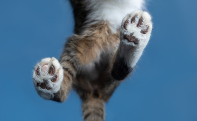 close up bottom view of hind legs paws of a tabby white british shorthair cat walking on window...