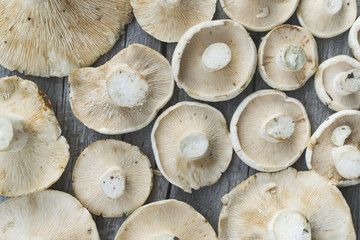 Bunch of edible lactarious white mushrooms on old wooden table