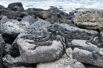 Galapagos Marine Iguanas