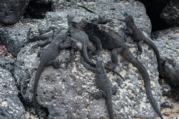 Galapagos Marine Iguanas
