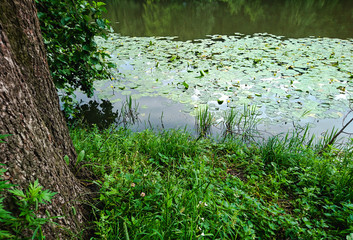 Thickets and forest pond with water lilies