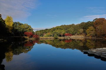 Obraz premium 奈良公園の紅葉