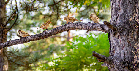 Fototapeta premium Four little sparrows lined up on the branch of a tree