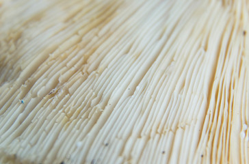 Close up photo of mushroom gills