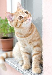 ginger/red british male shorthair kitten sitting Outside At The Window Of A House.