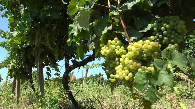 Bunches of white wine grapes in vineyard