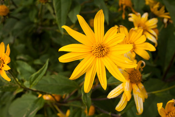 Many beauty flowers, yellow daisy close-up. Shallow depth-of-field