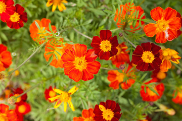 Blooming marigolds (tagetes) in the garden