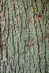 Texture - a bark of an old oak.
