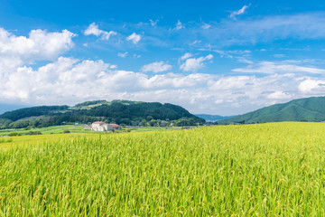 松本市中山の田園