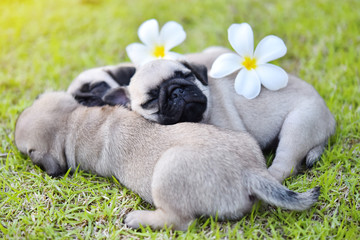 Cute puppy Pug sleeping in green lawn with flower