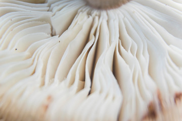 Close up photo of mushroom gills