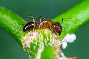 Anoplolepis gracilipes or  yellow crazy ant on branch with green background, Thailand.