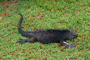 Galapagos Marine Iguanas