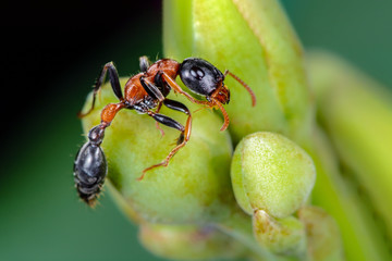 Fototapeta premium The Arboreal Bicolored Ant or Tetraponera rufonigra, beautiful ant on Morning Glory Tree with green background, Thailand.