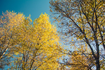 Fototapeta premium árboles otoñales en contraste con el cielo