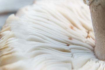 Close up photo of mushroom gills