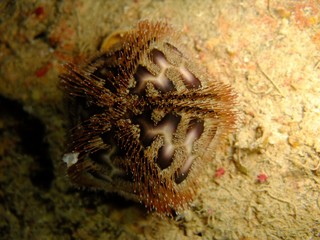 Bald Patch Urchin