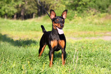 Portrait of pedigree dog purebred Miniature Pinschers