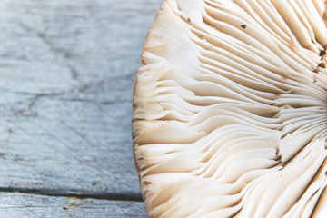 Close up photo of mushroom gills