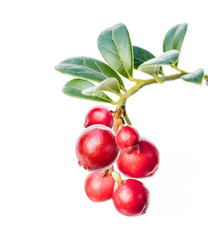 Fresh ripe lingonberry branch with leaves. Isolated on white.
