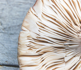 Close up photo of mushroom gills