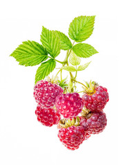 Bunch of ripe raspberries with leaves on the branch. Isolated on white.