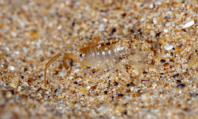sea flea on the sea sand