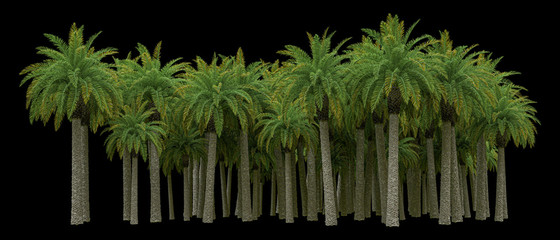 Palm trees isolated. Image useful for banners, posters or photo maipulations. 3d rendering. Illustration